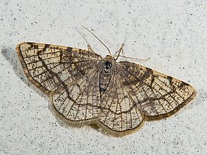 Stegania trimaculata