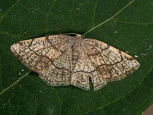 Stegania trimaculata