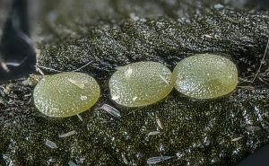 Stegania trimaculata