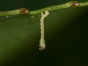 Stegania trimaculata