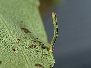 Stegania trimaculata