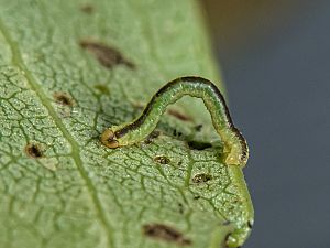 Stegania trimaculata