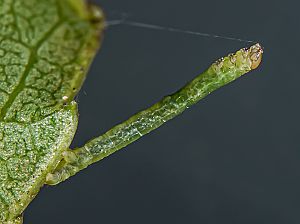 Stegania trimaculata