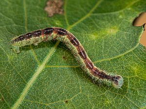 Stegania trimaculata