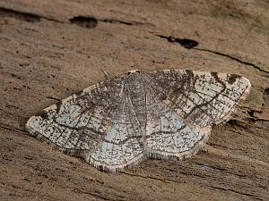 Stegania trimaculata