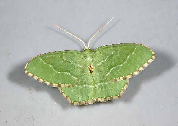 Thalera fimbrialis