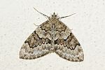 Thera juniperata