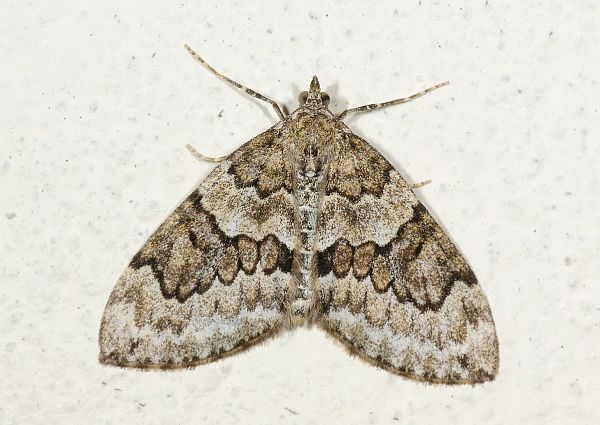 Thera juniperata