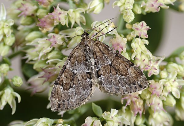 Thera obeliscata