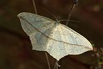 Timandra comae