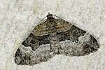 Xanthorhoe biriviata