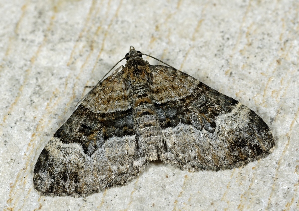 Xanthorhoe biriviata