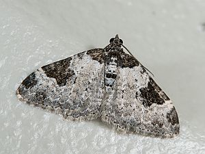 Xanthorhoe fluctuata