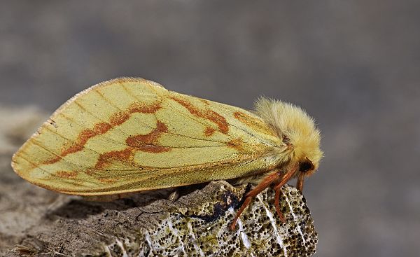 Hepialus humuli