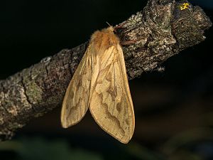 Hepialus humuli