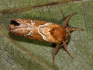 Triodia sylvina