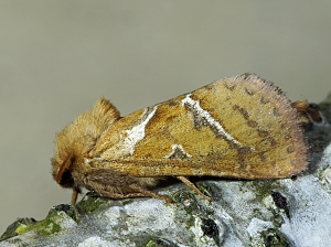 Triodia sylvina