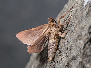 Triodia sylvina