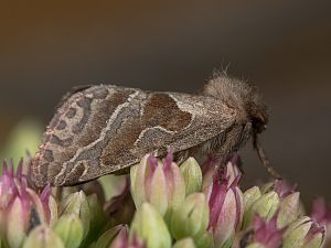 Triodia sylvina