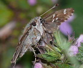 Carcharodus alceae