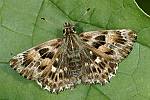 Carcharodus alceae