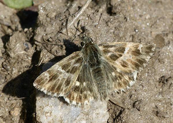 Carcharodus orientalis