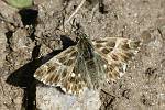 Carcharodes orientalis