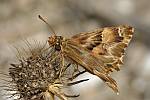 Carcharodus lavatherae