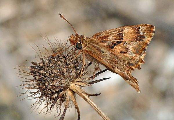 Carcharodus tripolina