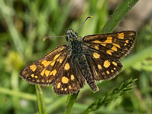 Carterocephalus palaemon