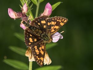 Carterocephalus palaemon