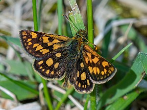 Carterocephalus palaemon