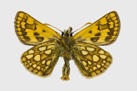 Carterocephalus palaemon