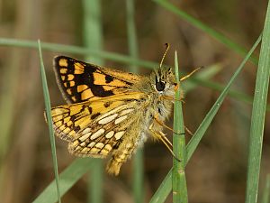 Carterocephalus palaemon