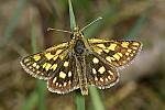 Carterocephalus palaemon