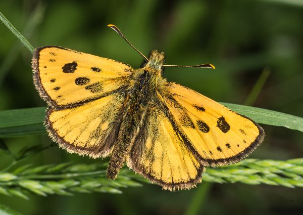 Carterocephalus silvicola