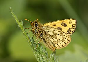 Carterocephalus silvicola