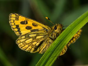 Carterocephalus silvicolus