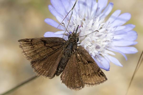 Erynnis marloyi