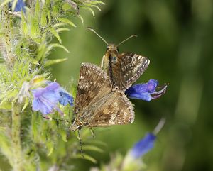 Erynnis tages