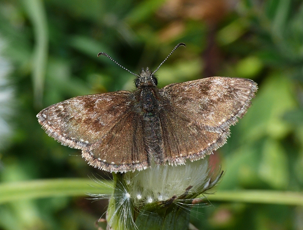 Erynnis tages