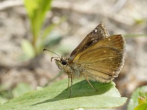 Erynnis tages