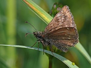 Erynnis tages