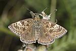 Erynnis tages