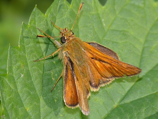 Hesperia comma