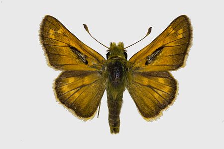 Hesperia comma