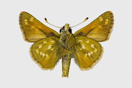 Hesperia comma