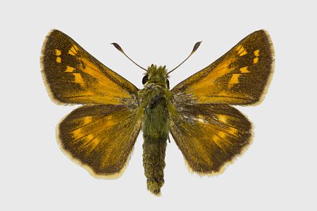 Hesperia comma