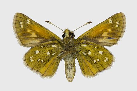 Hesperia comma