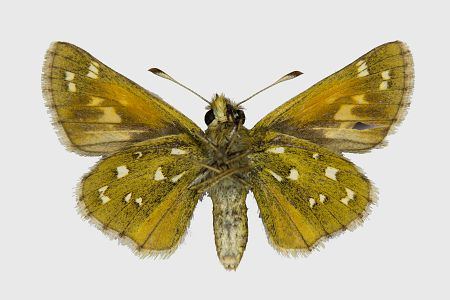 Hesperia comma